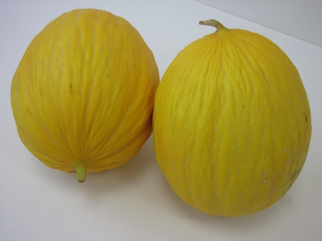 Yellow canary type melon 54-182 p1